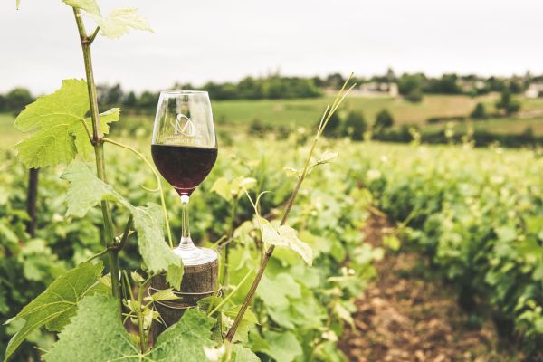 Découverte des vins bio et naturels français
